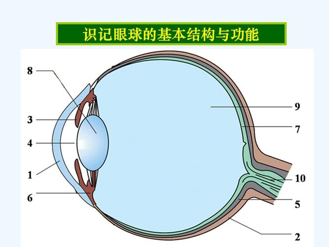 生物人教版七年级下册《眼和视觉》课件.ppt