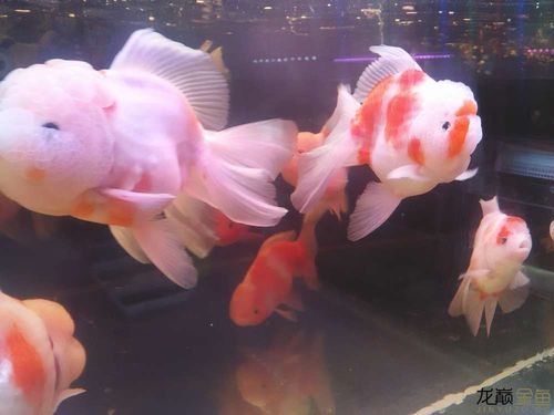 我的樱花泰狮留种