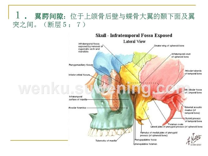 和血管神经等 向上通颞窝 窝前壁为上颌骨体和颧骨 内壁为翼突外侧板