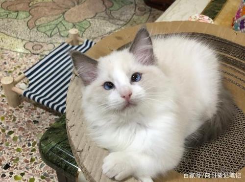 8000买了只布偶猫,养了3个月,才发现它是斗鸡眼!
