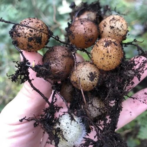 农村野外的"化狗儿",长相似鸟蛋,实则是卖38元一斤的中药材