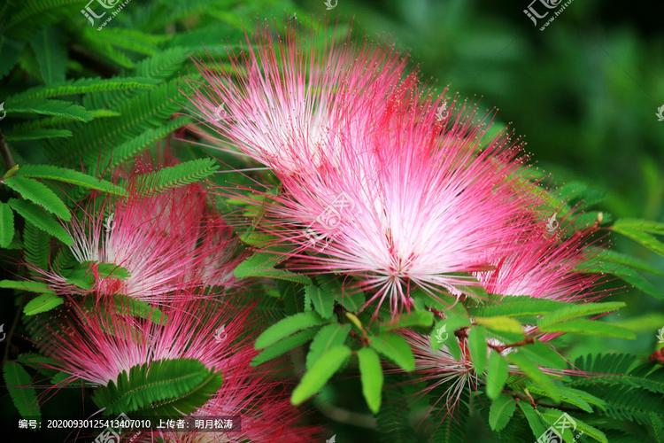 [正版商业]合欢花