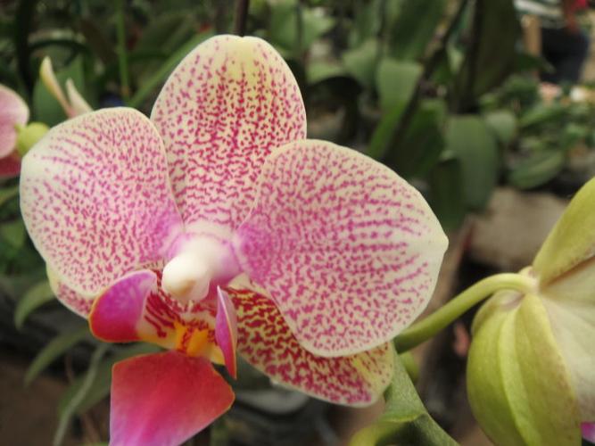 蝴蝶兰2黄金甲及其它