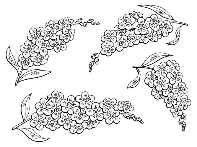 勿忘我,花,黑白,隔绝,素描,插画,矢量