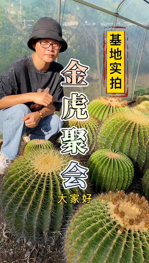 论金虎仙人球的四大品种