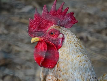 鸡禽流感症状图片大全