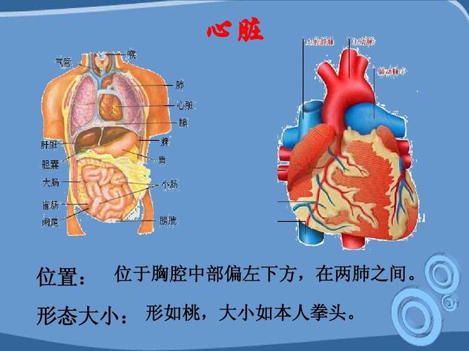 初中教育 理化生 初一理化生 输送血液的泵——心脏 心脏 位置: 位于