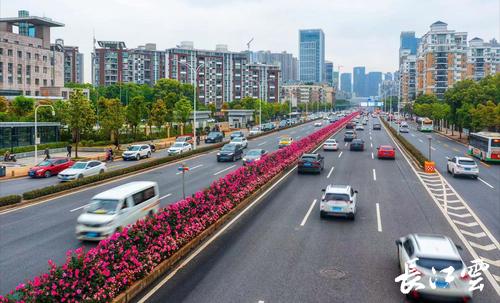 图集丨当季花旦艳开英雄城武汉街景别样红
