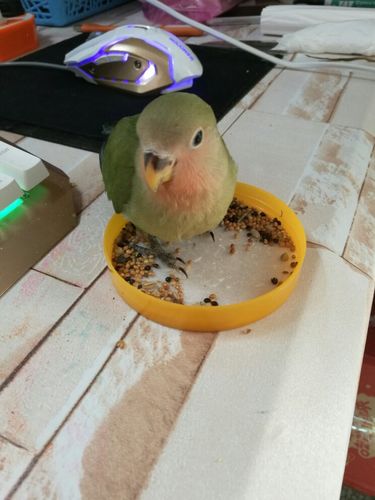 我这只是牡丹鹦鹉绿桃么?颜色怎么这么淡?