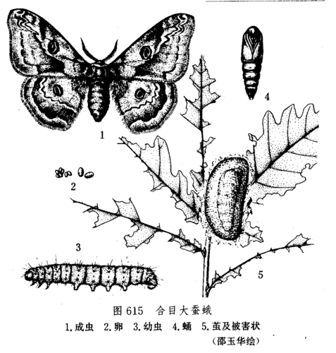  p>合目大蚕蛾(学名:caligula boisduvali fallax jordan)属于鳞翅目