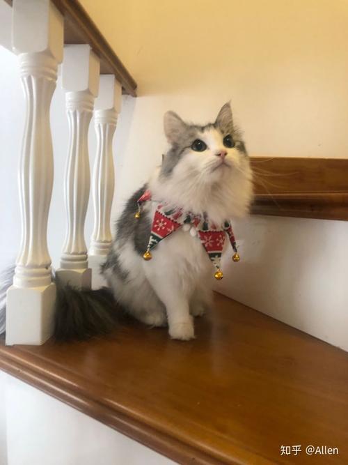 布偶串美短孩子长大啥样呢?