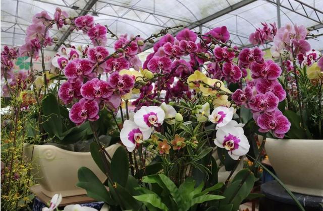 陈村花卉世界蝴蝶兰