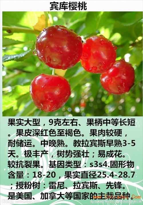 宾库樱桃苗 樱桃苗抗病性强