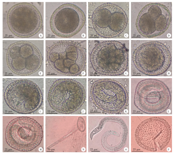 犬弓首蛔虫卵体外发育的形态观察