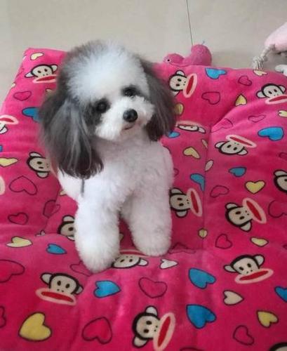 茶杯泰迪 花色泰迪