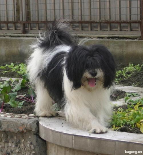 拉萨犬
