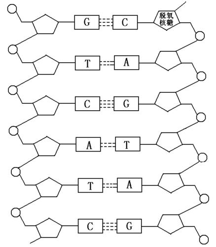 第3章 基因的本质 第2节 dna分子的结构导学案 新人
