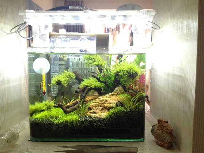 22厘米小缸两个月了!