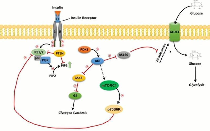 【youtube 中英字幕】【生物课程之胰岛素信号通路】 biochemistry