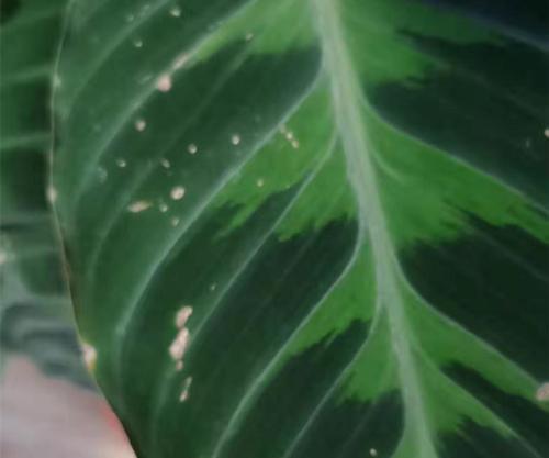 竹芋叶子有斑点,还有点卷边,不知道怎么回事?