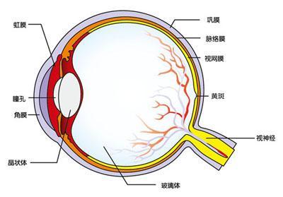 全葡萄膜炎