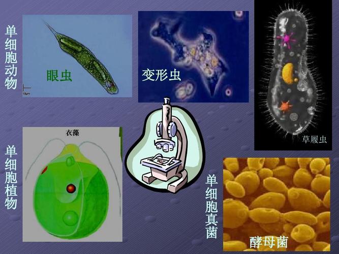单 细 胞 动 物 眼虫 变形虫 草履虫 单 细 胞 植 物 单 细 胞 真 菌
