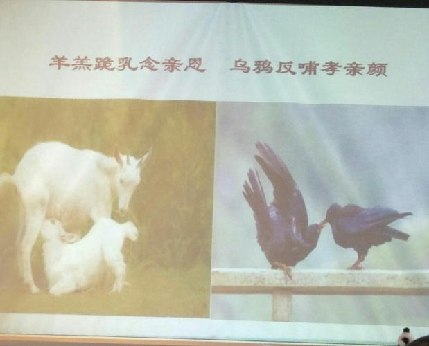 羔羊跪乳,乌鸦反哺!诠释着孝道!