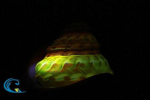 天然海螺贝壳摆件珊瑚 荧光珍珠塔螺夜光塔螺 标本螺收藏礼品摆设m 8