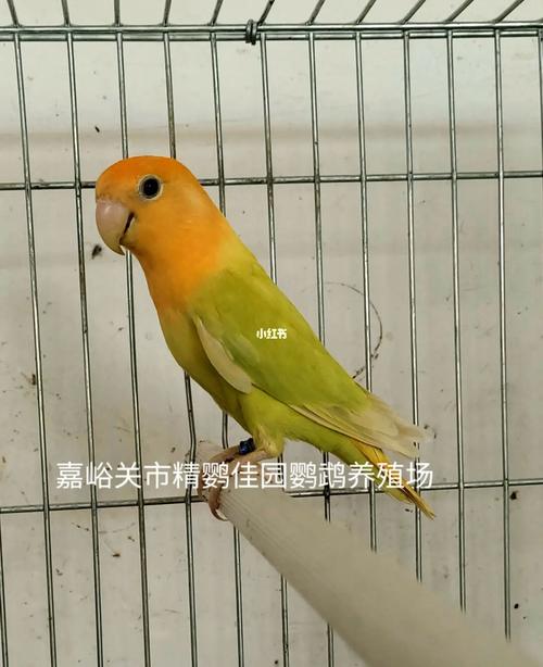 金头澳桂闪(成年)_鹦鹉_牡丹_金头澳桂闪_宠物_宠物