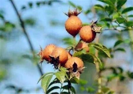 野生刺梨子图片大全