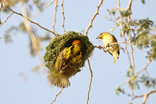 其它 筑巢能手——西非织巢鸟 写美篇织巢鸟筑巢的速度非常快捷,它是