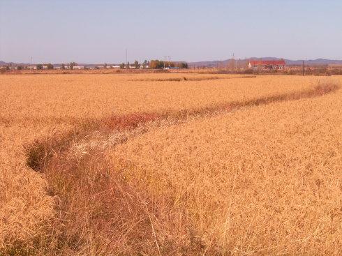 哈尔滨秋天乡下的田园风光