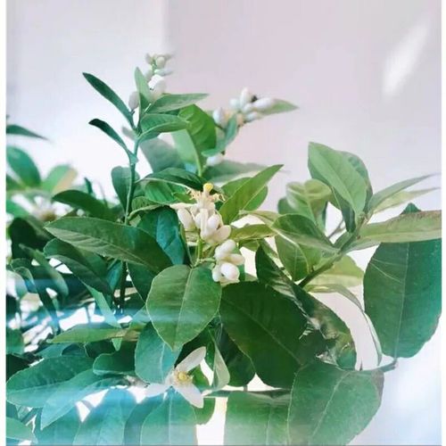 柠檬树盆栽室内大型植物阳台庭院高杆柠檬树选香水柠檬四季开花