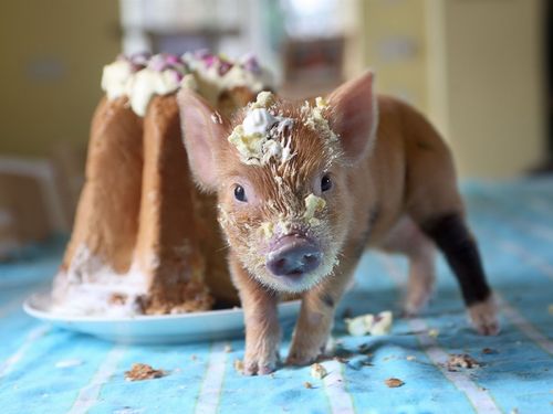 家养宠物,猪,奶油 壁纸