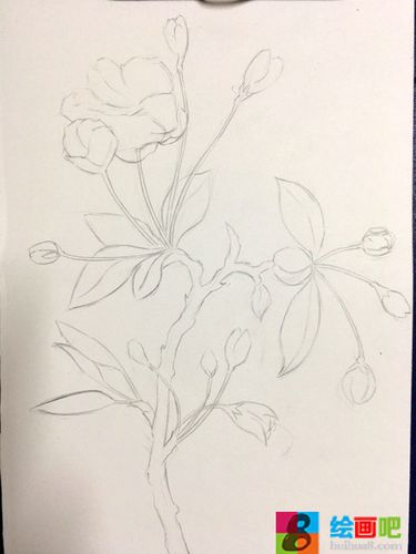 彩铅手绘唯美花卉教程:彩铅画海棠花