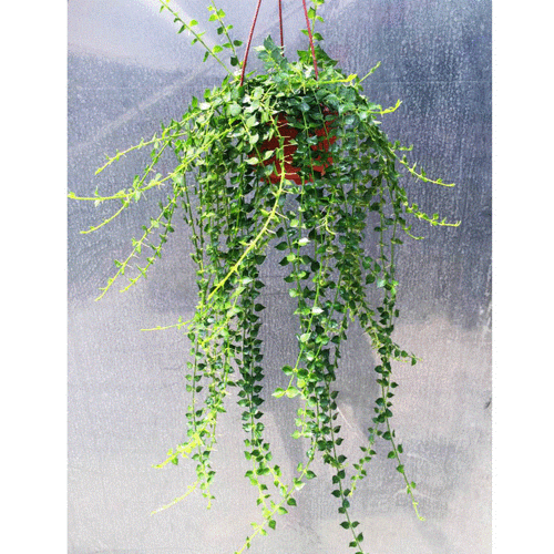 盆栽植物室内客厅吊兰绿叶