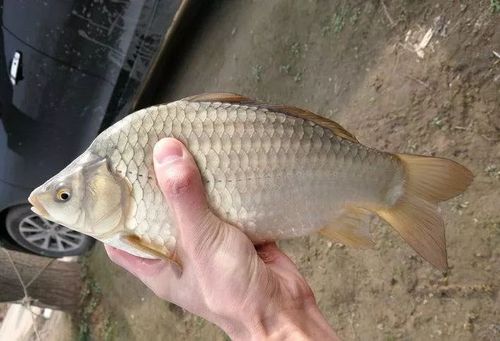 而且工程鲫不管是抗病性还是生长速度都不是普通鲫鱼能比的,就算是在