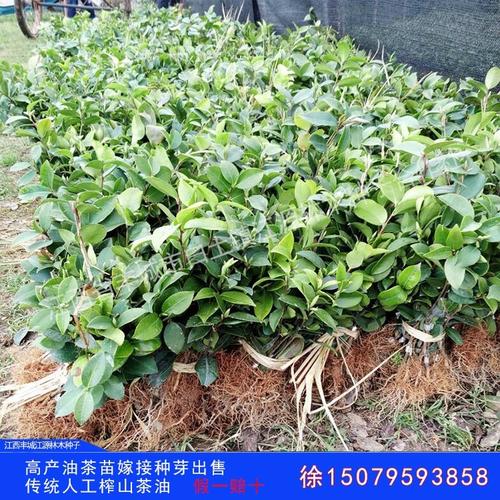 大量供应批发一年生二年生高产嫁接油茶苗 良种高产油茶苗 长林系列
