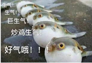 气鼓鼓表情包合集