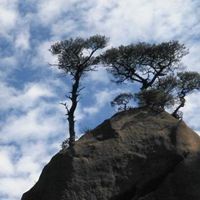 亚搏手机app官方网站入口_青松翠柏头像 高山青松松树头像图片_微信