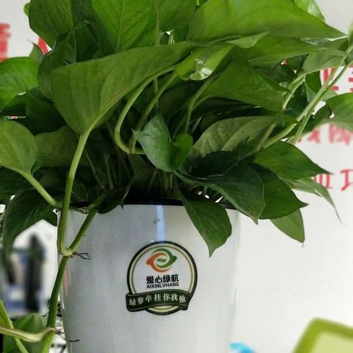 2018-03-26(爱心绿航)关于绿萝的优点,生理特征,植物介绍.