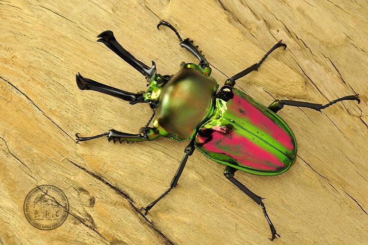 世界上最漂亮的锹甲 彩虹锹甲