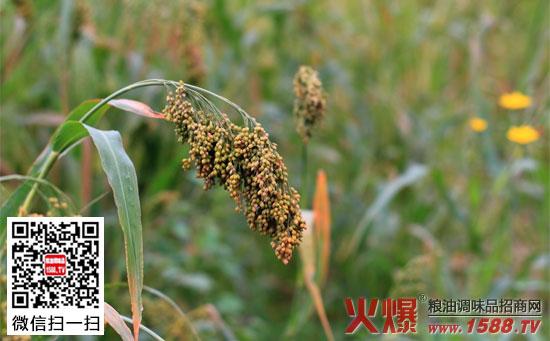 淡黄色;磨米去皮后称黍米,俗称黄米,为黄色小圆颗粒,直径大于粟米(即
