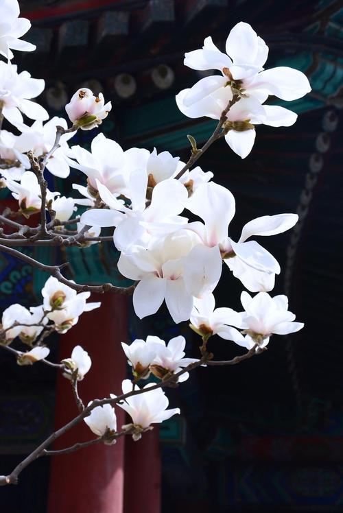 2018-04-01  颐和园  乐寿堂后院的玉兰极为繁盛,满树芳香,边开边落