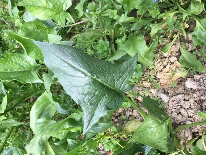 认识叶子的形状_植物