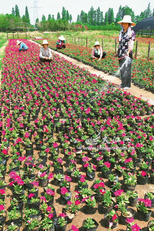 中国园林网9月8日消息:9月7日,南昌市青山湖区扬子洲乡花卉苗圃的女工