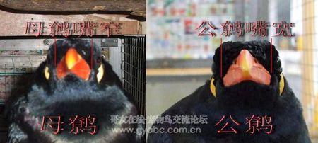 鹩哥雏鸟怎么看公母有没有明显的图片对比呀