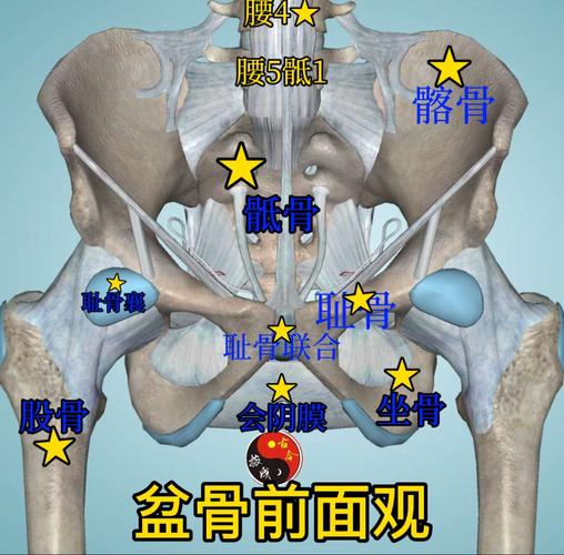 古今谈盆骨的生理结构(盆骨闭合必知)