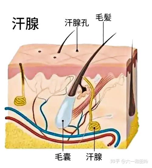 毛囊和汗腺互不干扰