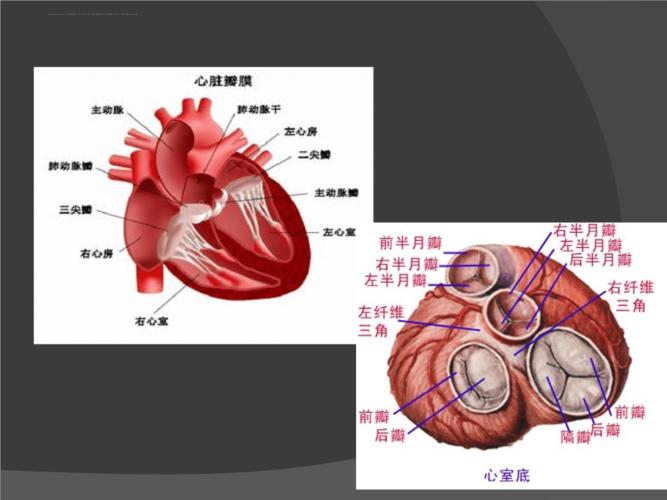 三尖瓣下移ppt课件.ppt